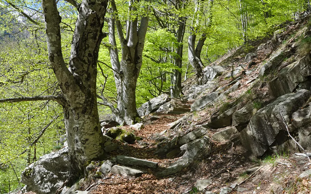 Faggi secolari lungo il sentiero / © Christian Ferrari