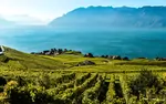 Lavaux Weinberg-Terrassen - © Ronny Perraudin