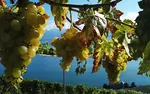 Lavaux Weinberg-Terrassen - © MontreuxRiviera