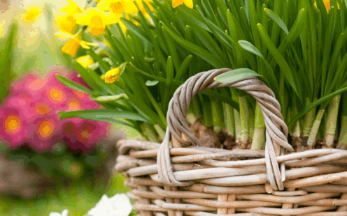 Pflanzaktion im TCS Garten: Setze mit uns Osterglocken für den Frühling!