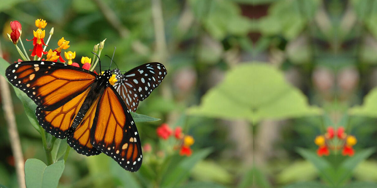 Papiliorama