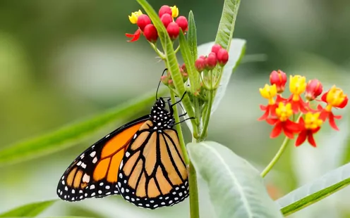 Ausflug Murten und Papiliorama