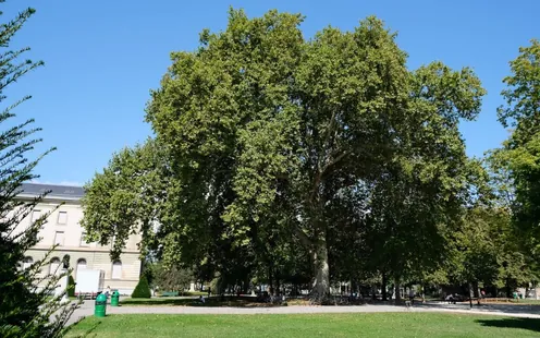 La Belle promenade – Histoire et arbres du parc des Bastions