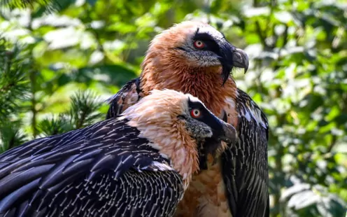 In den Natur- und Tierpark Goldau mit der TCS Sektion Schwyz