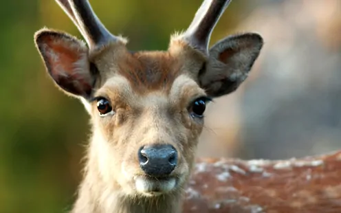 Vergünstigter Eintritt Natur- und Tierpark Goldau