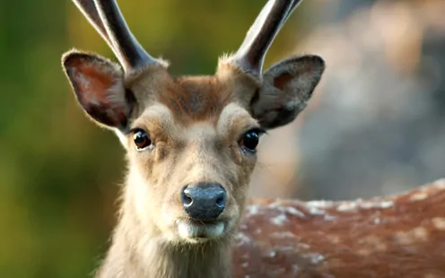 Vergünstigter Eintritt Natur- und Tierpark Goldau