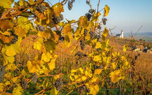 Herbstausflug 2024 