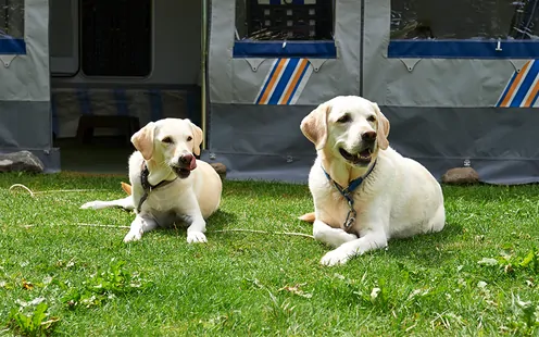 Vacanze in campeggio con il cane