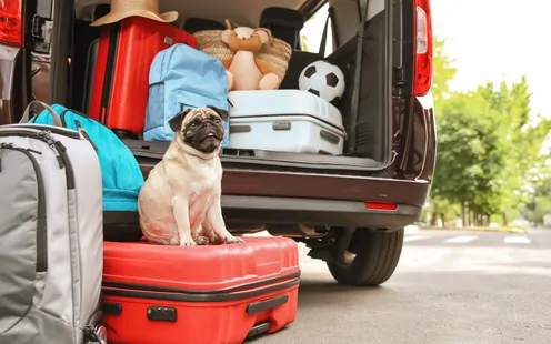 Viaggiare con gli animali: ciò che conta è pianificare tutto a puntino