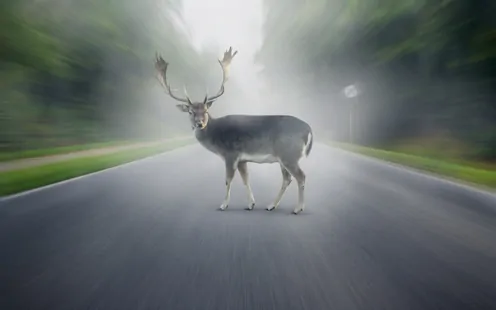 Wild auf der Strasse - was tun?