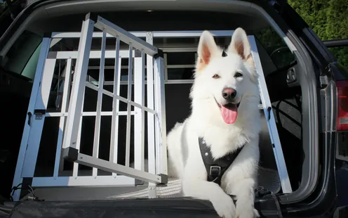 Animaux domestiques en voiture et dans les transports publics