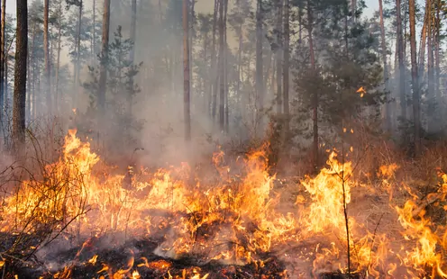 Richtig verhalten bei Waldbrandgefahr