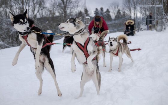 Chiens traineau