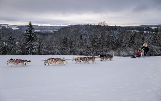 Chiens traineau