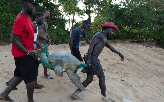 Guinée