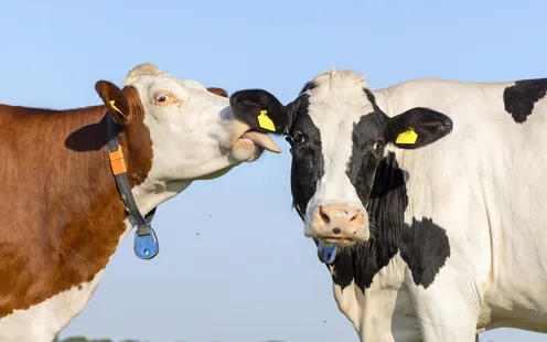 Nie mehr sprachlos mit Übersetzungs-Tools